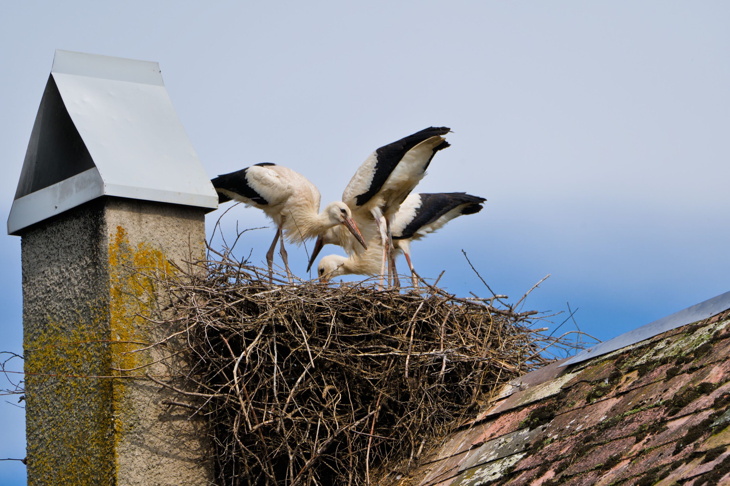 Two white storks standing in a large twig nest on a concrete chimney beside a slanted roof, blue sky behind them.